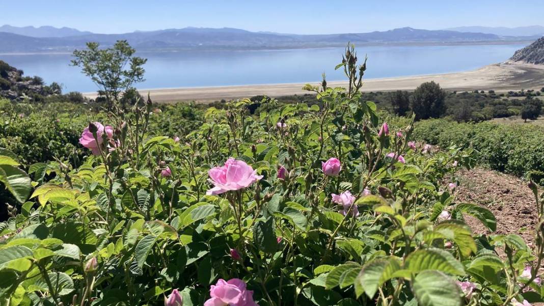 Göl manzaralı, gül kokulu bahçelerde hasat keyfi! Litresini 12 bin euroya satıyorlar 3
